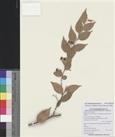 藏品(白珠樹)的圖片